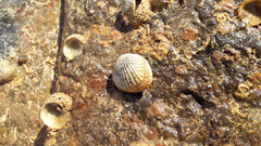 Gafrarium pectinatum