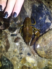 Austropotamobius pallipes