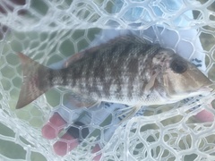 Lethrinus mahsena