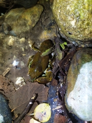 Austropotamobius pallipes