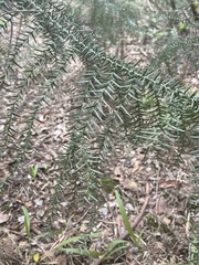Araucaria