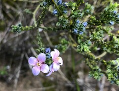 Cyanothamnus coerulescens
