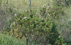 Pelargonium panduriforme