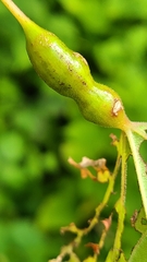 Neolasioptera vitinea