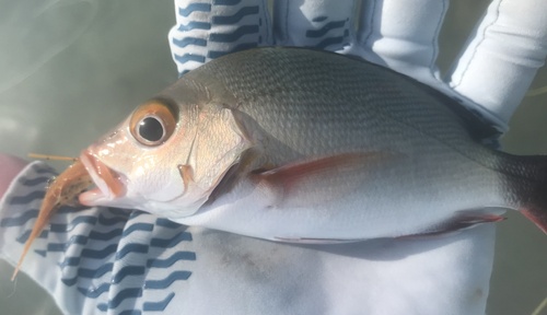 Humpback red snapper (Lutjanus gibbus) — Lutjanidae — 3