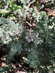 Zanthoxyloideae