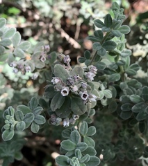 Zanthoxyloideae