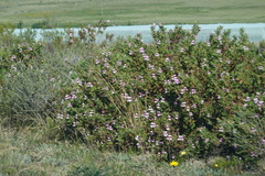 Pelargonium panduriforme