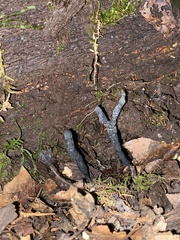 Xylaria cornu-damae