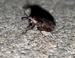 Sphenophorus