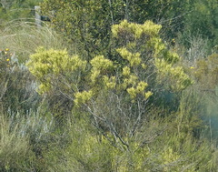 Leucadendron salignum
