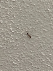 Camponotus americanus