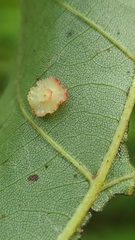 Caryomyia arcuata