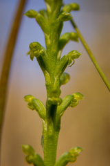 Microtis parviflora