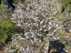 Eriocephalus