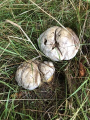 Caloboletus radicans