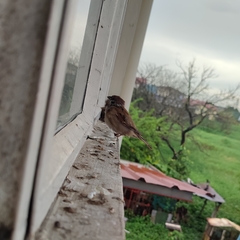 Passer montanus