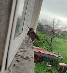 Passer montanus