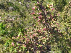 Cliffortia ruscifolia