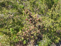 Cliffortia ruscifolia