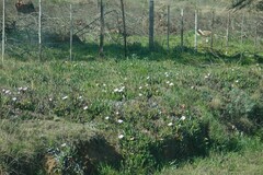 Carpobrotus mellei