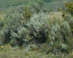 Dicerothamnus rhinocerotis