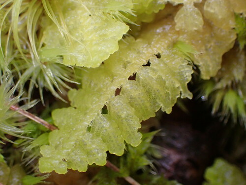 Lepidogyna hodgsoniae
