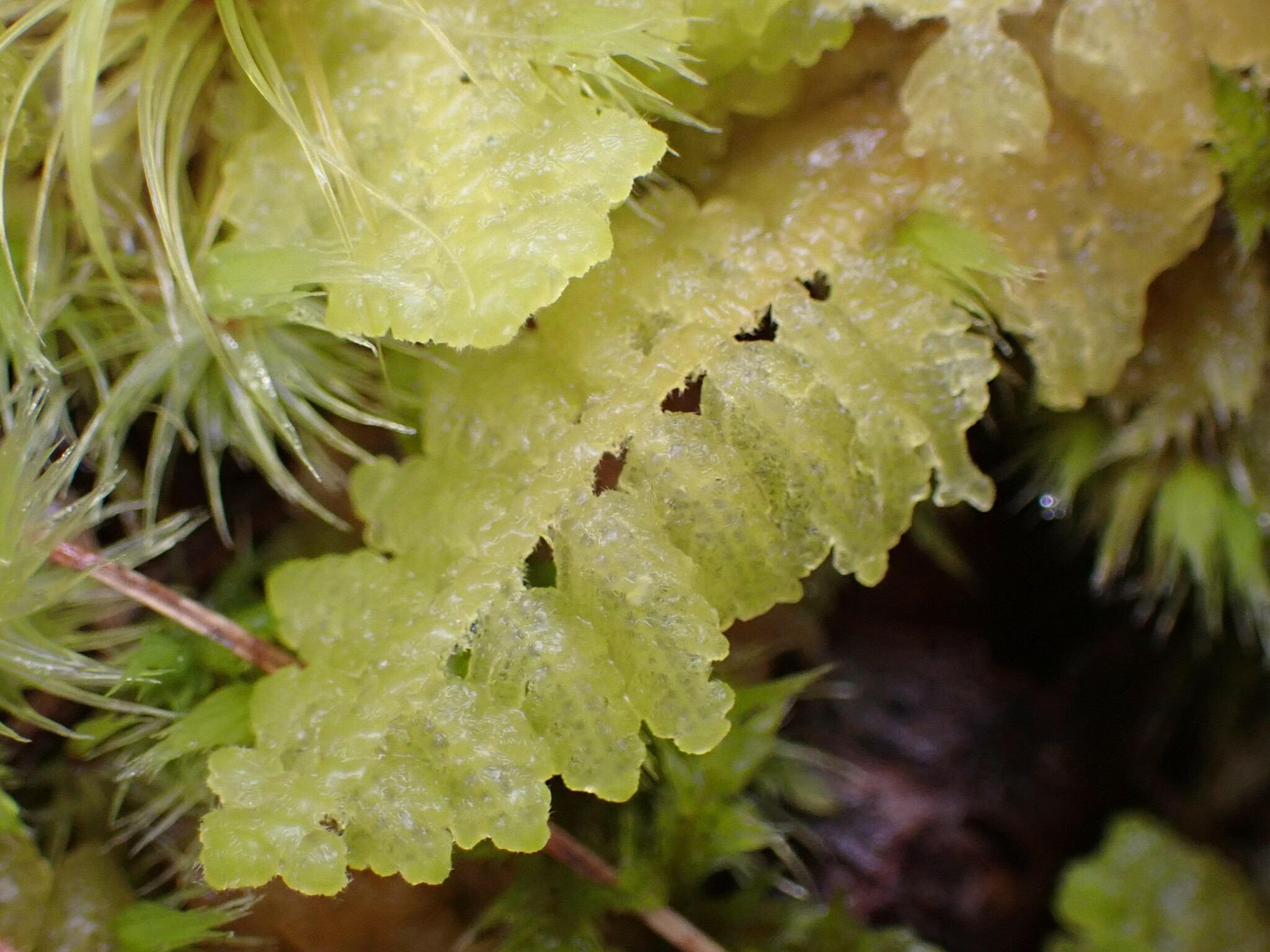 Lepidogyna hodgsoniae