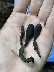 Xylaria longipes