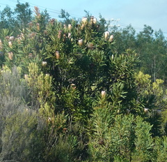 Protea neriifolia