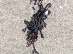 Fucus vesiculosus