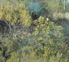 Protea neriifolia