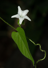 Ipomoea sinensis image