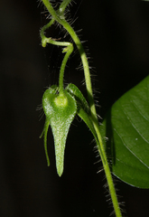Ipomoea sinensis image
