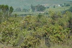 Pelargonium panduriforme