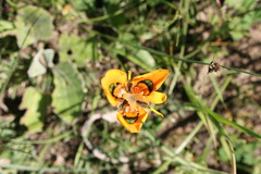 Moraea tulbaghensis