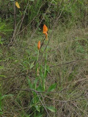 Dichromanthus aurantiacus