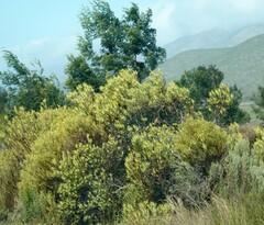 Leucadendron salignum