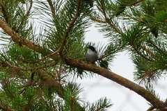 Curruca melanocephala