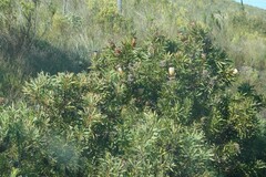 Protea neriifolia
