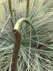 Xanthorrhoea caespitosa