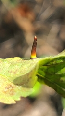 Caryomyia subulata