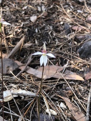 Caladenia alata