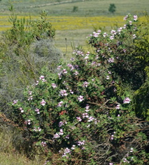 Pelargonium panduriforme