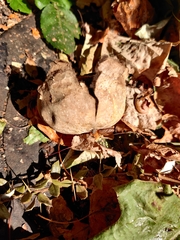 Scleroderma