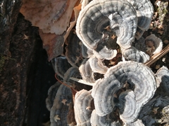 Trametes