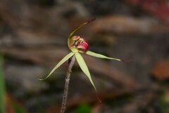 Caladenia australis