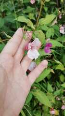 Impatiens glandulifera