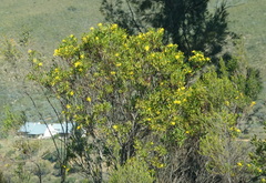 Osteospermum moniliferum