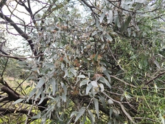 Amyema quandang